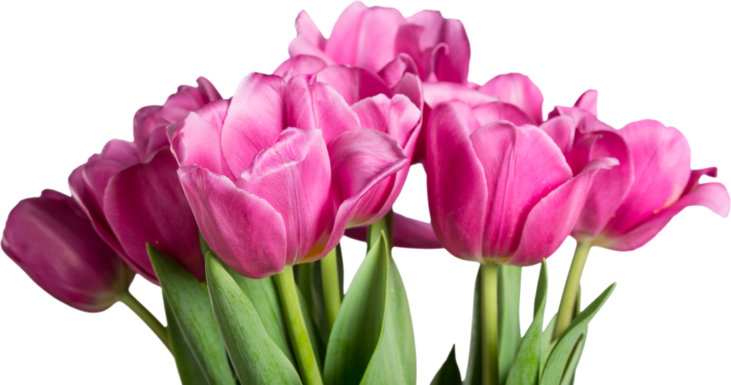 Bright Pink Tulips Bouquet on  Background