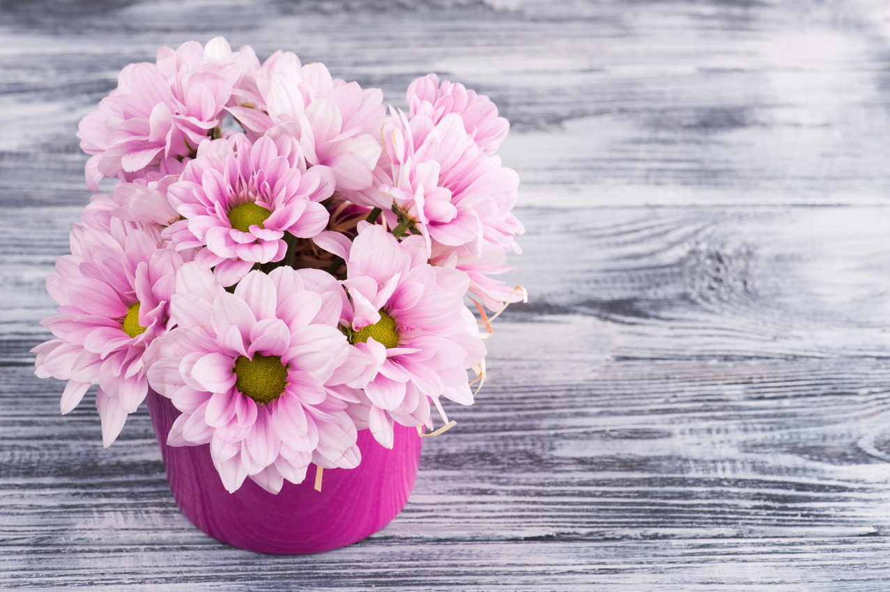 Potted Pink Chrysanthemum Flowers '