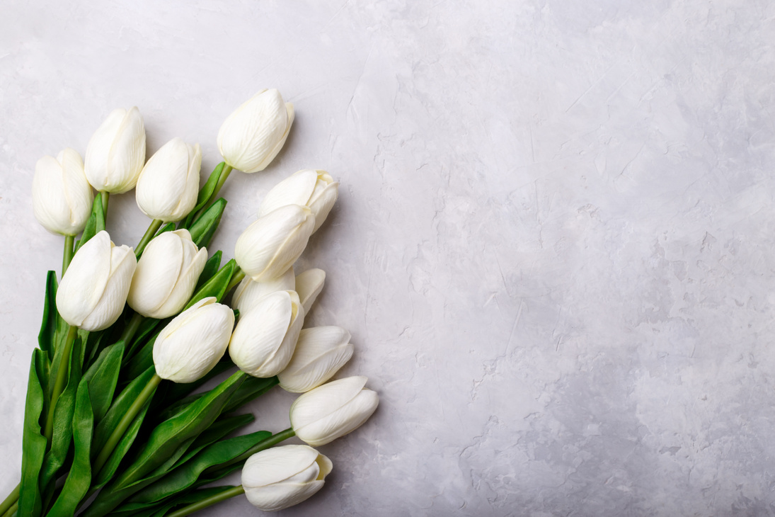 White tulips